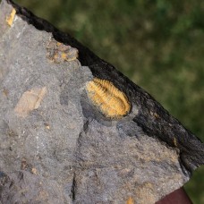 Skreiaspis spinosa